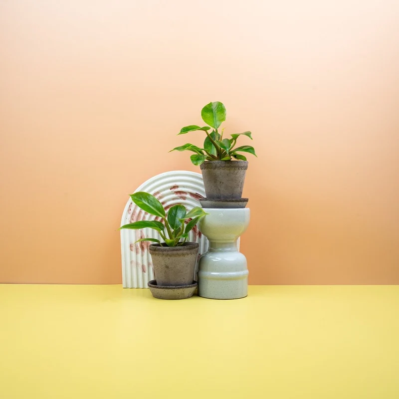 PHILODENDRON MOONLIGHT