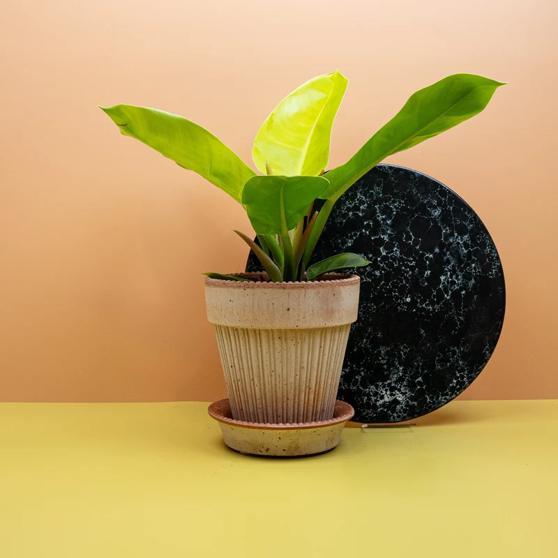 PHILODENDRON MOONLIGHT