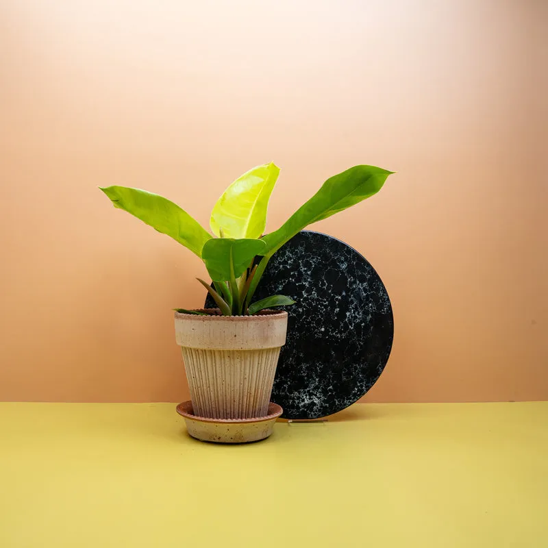 PHILODENDRON MOONLIGHT