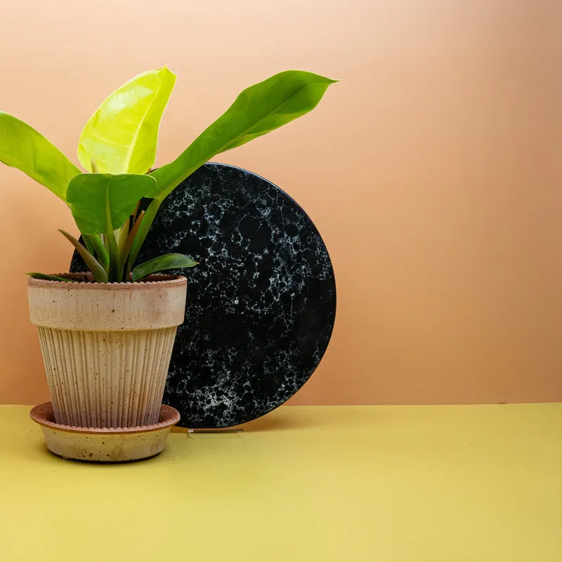 PHILODENDRON MOONLIGHT