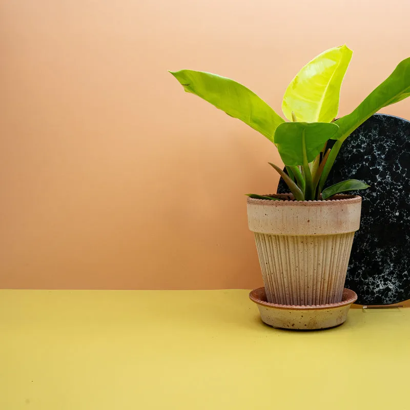PHILODENDRON MOONLIGHT