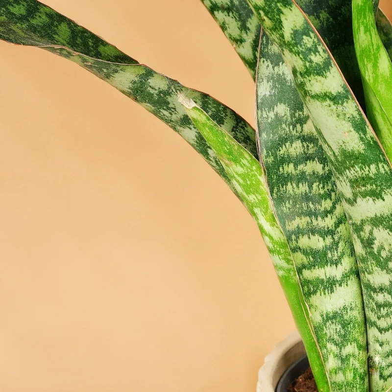 SANSEVIERIA JADE