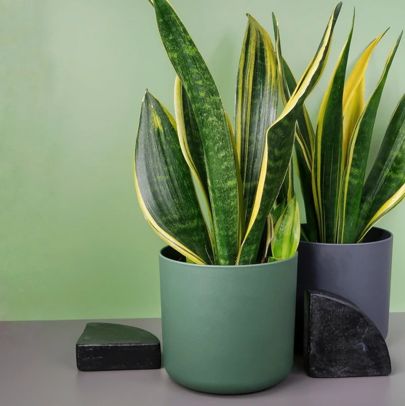 SANSEVIERIA GOLDEN HAHNII