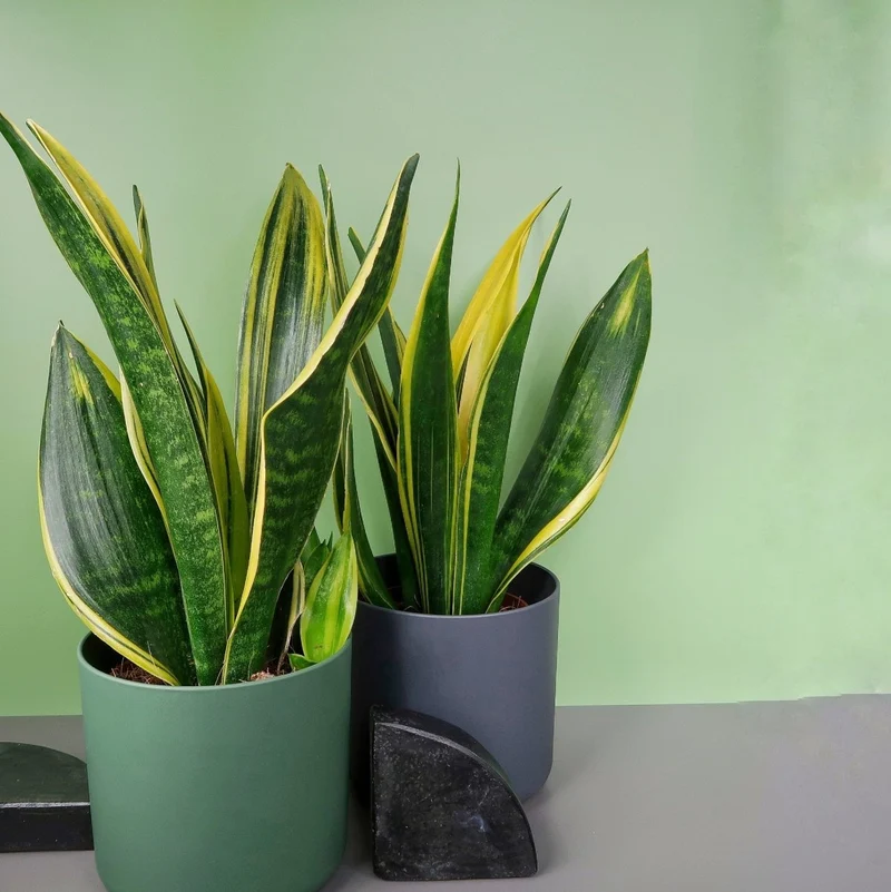 SANSEVIERIA GOLDEN HAHNII