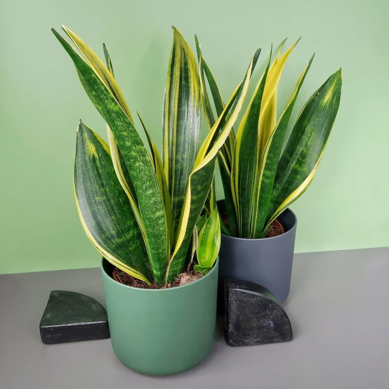 SANSEVIERIA GOLDEN HAHNII