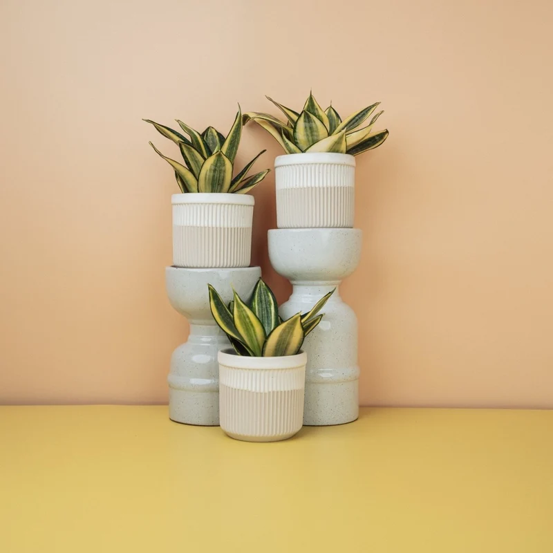 SANSEVIERIA GOLDEN HAHNII