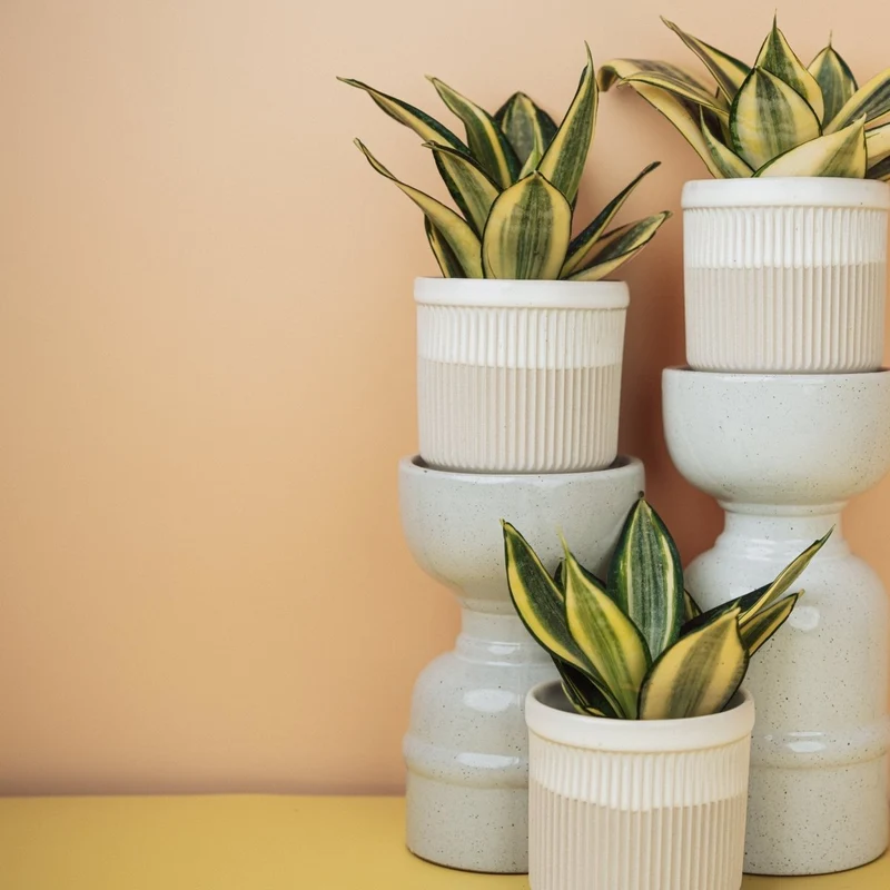 SANSEVIERIA GOLDEN HAHNII