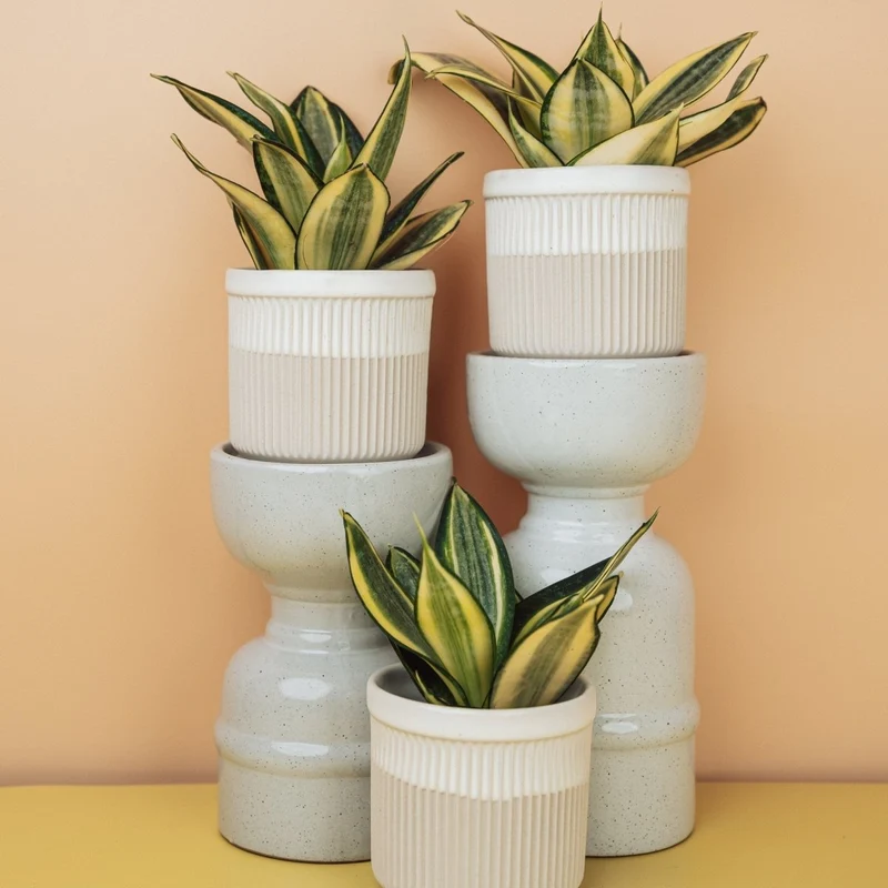 SANSEVIERIA GOLDEN HAHNII