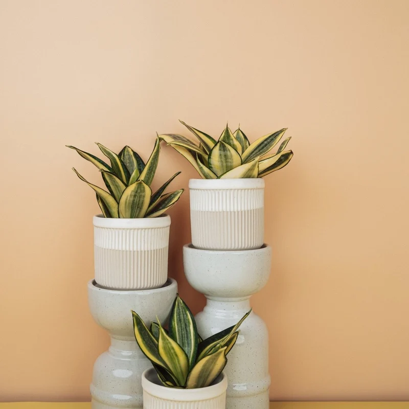 SANSEVIERIA GOLDEN HAHNII