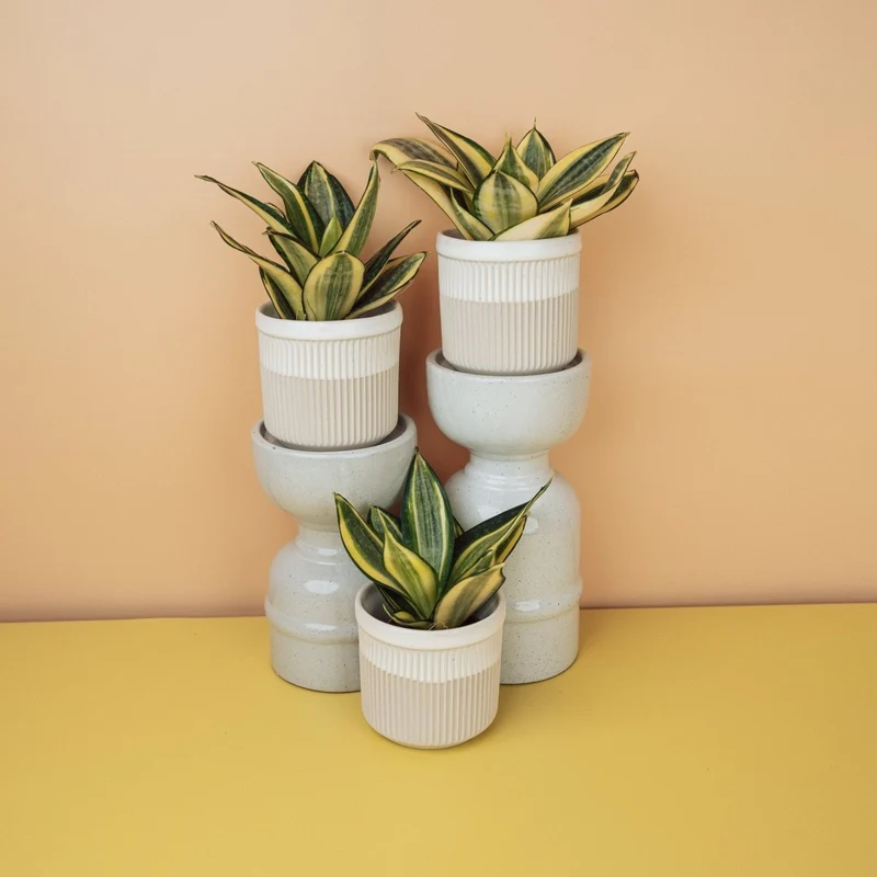 SANSEVIERIA GOLDEN HAHNII