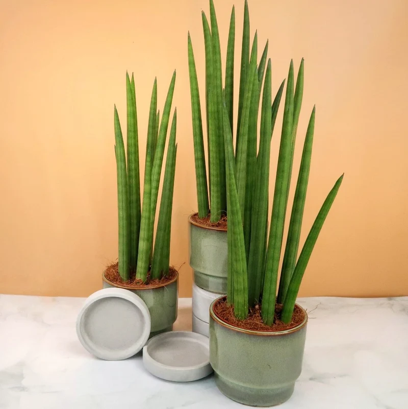SANSEVIERIA CYLINDRICA STRAIGHT