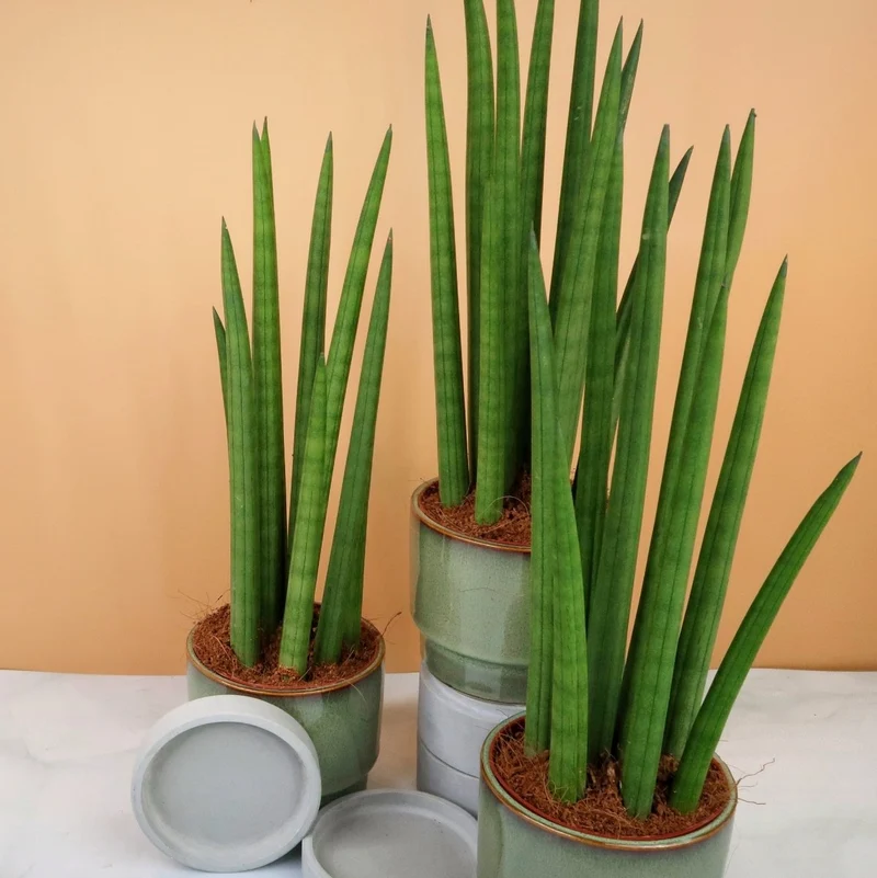 SANSEVIERIA CYLINDRICA STRAIGHT