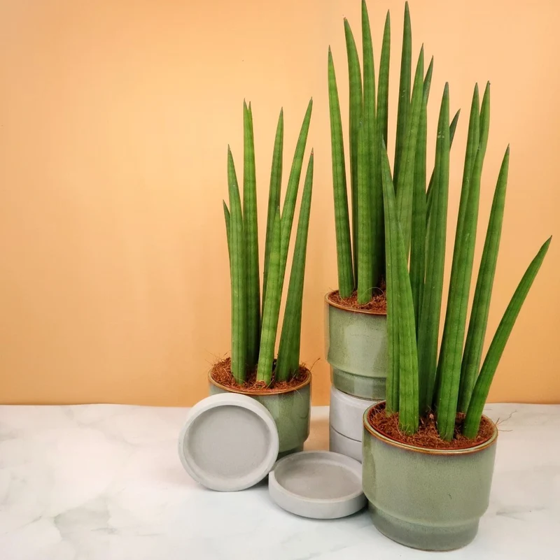 SANSEVIERIA CYLINDRICA STRAIGHT