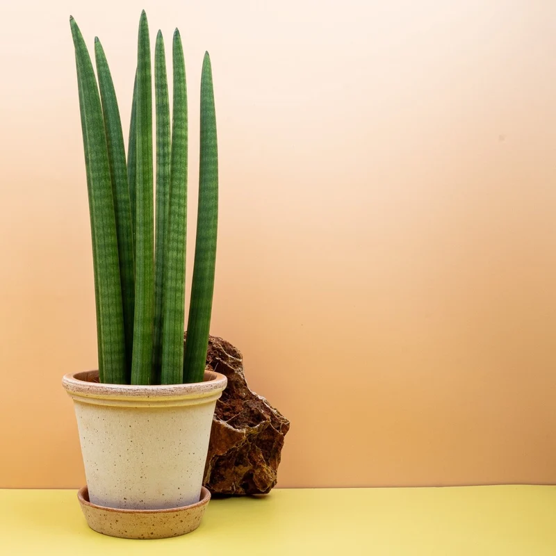 SANSEVIERIA CYLINDRICA STRAIGHT