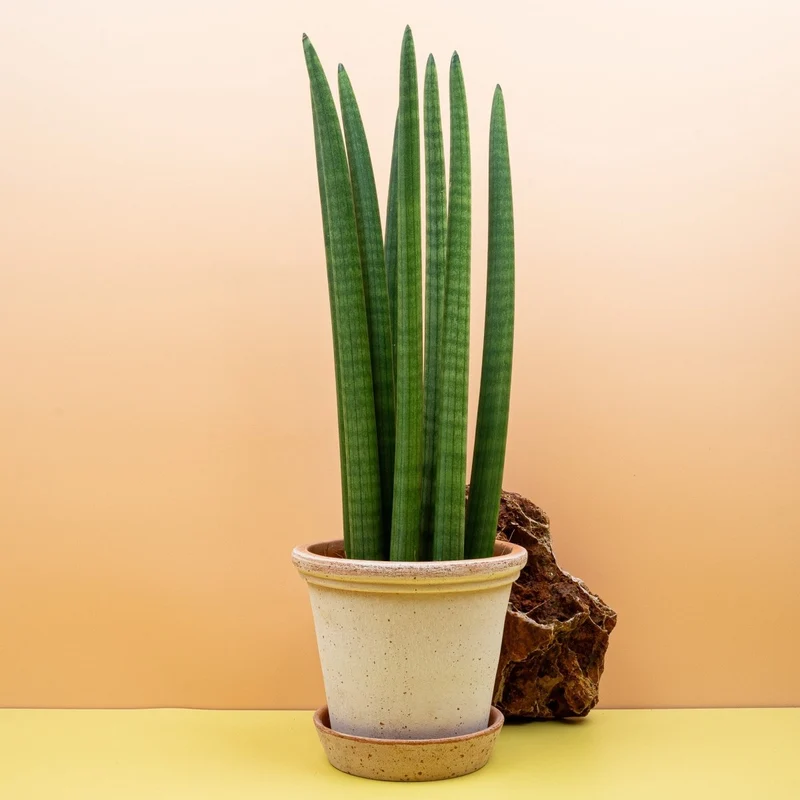 SANSEVIERIA CYLINDRICA STRAIGHT