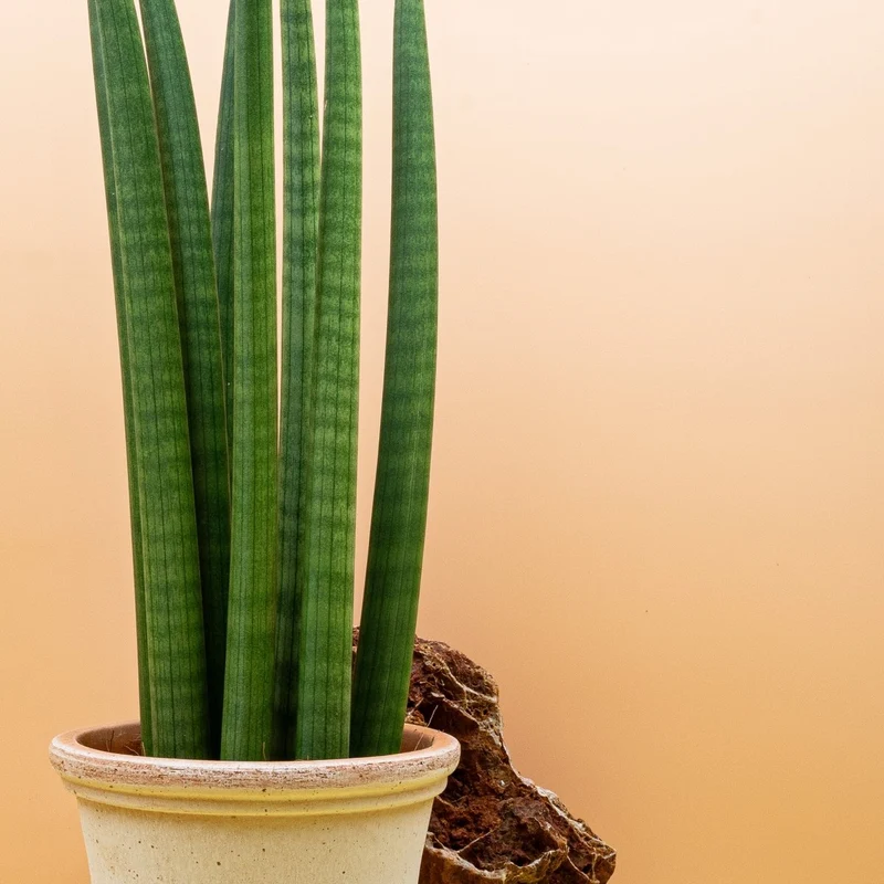 SANSEVIERIA CYLINDRICA STRAIGHT