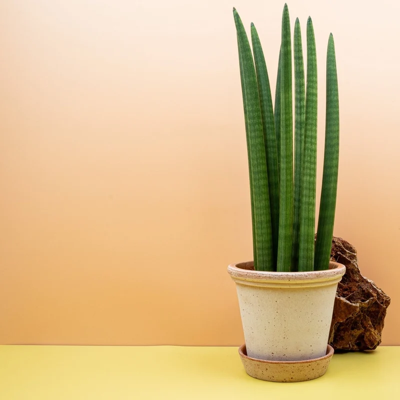 SANSEVIERIA CYLINDRICA STRAIGHT