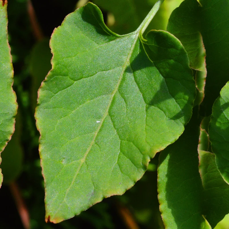 Fallopia baldschuanica