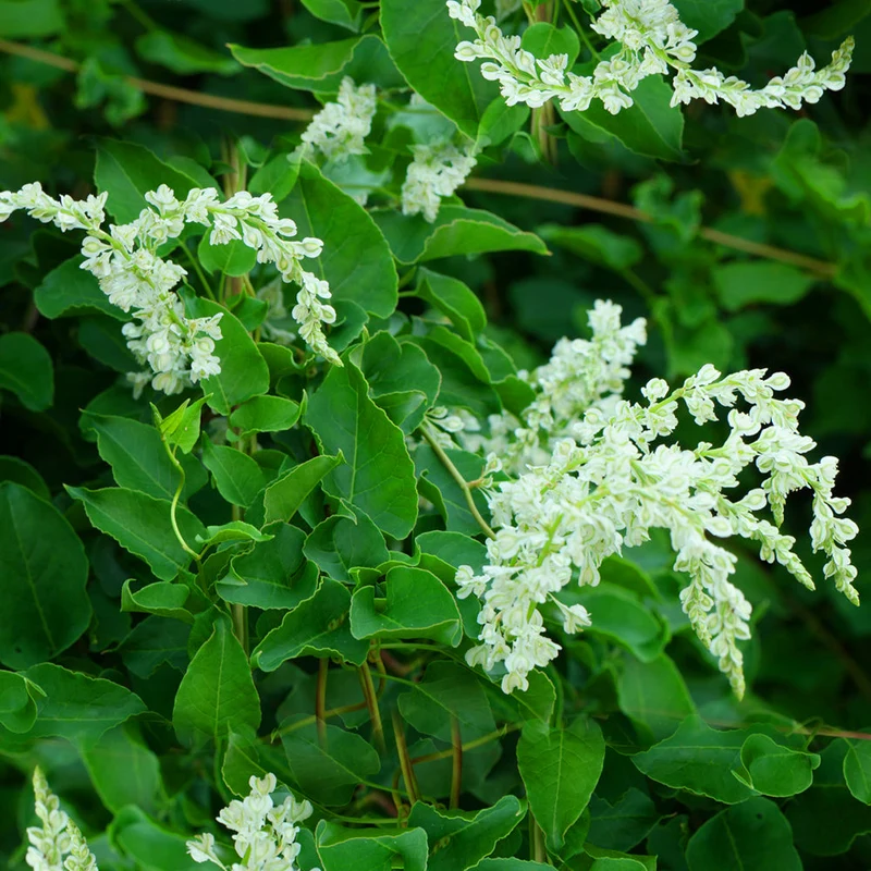 Fallopia baldschuanica