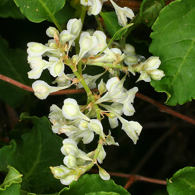 Fallopia baldschuanica