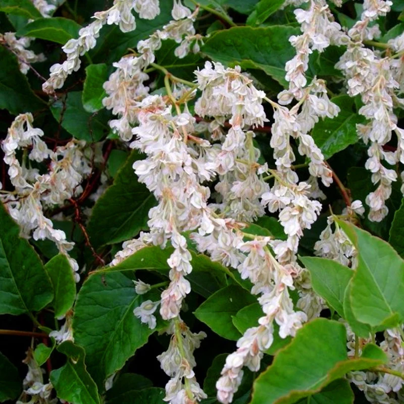 Fallopia baldschuanica