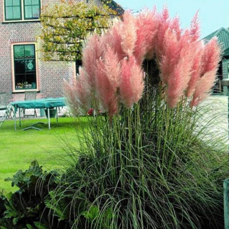 Cortaderia 'Rosea'