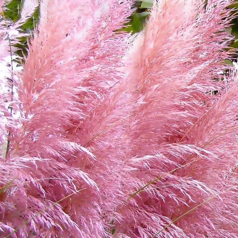 Cortaderia 'Rosea'