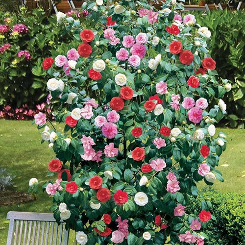 Kamelie 'Tricolour'