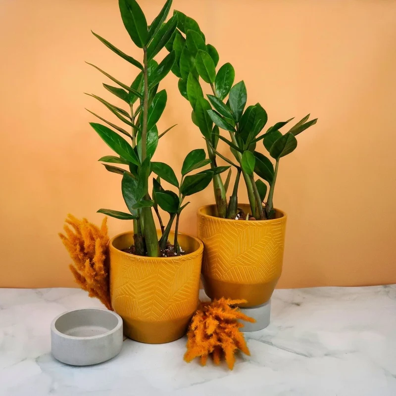 ZAMIOCULCAS ZAMIIFOLIA