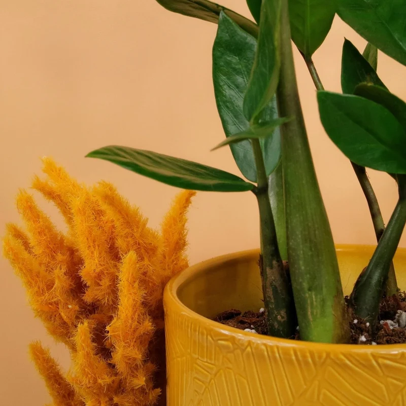 ZAMIOCULCAS ZAMIIFOLIA