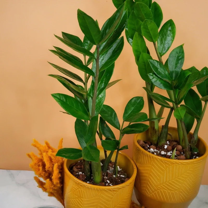 ZAMIOCULCAS ZAMIIFOLIA