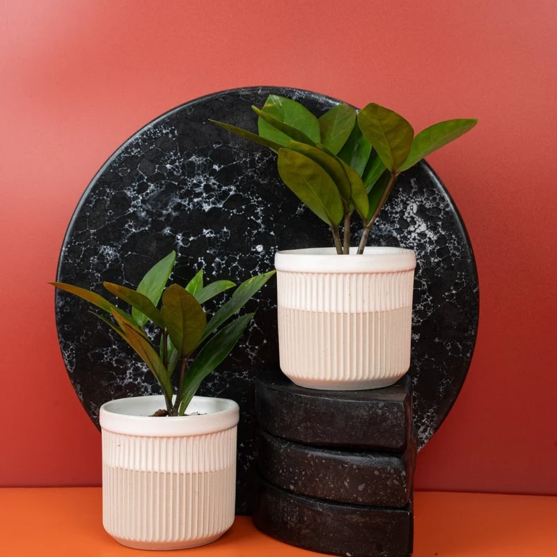 ZAMIOCULCAS ZAMIIFOLIA
