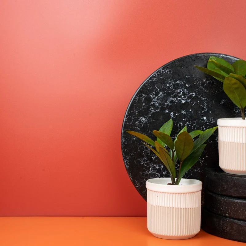 ZAMIOCULCAS ZAMIIFOLIA