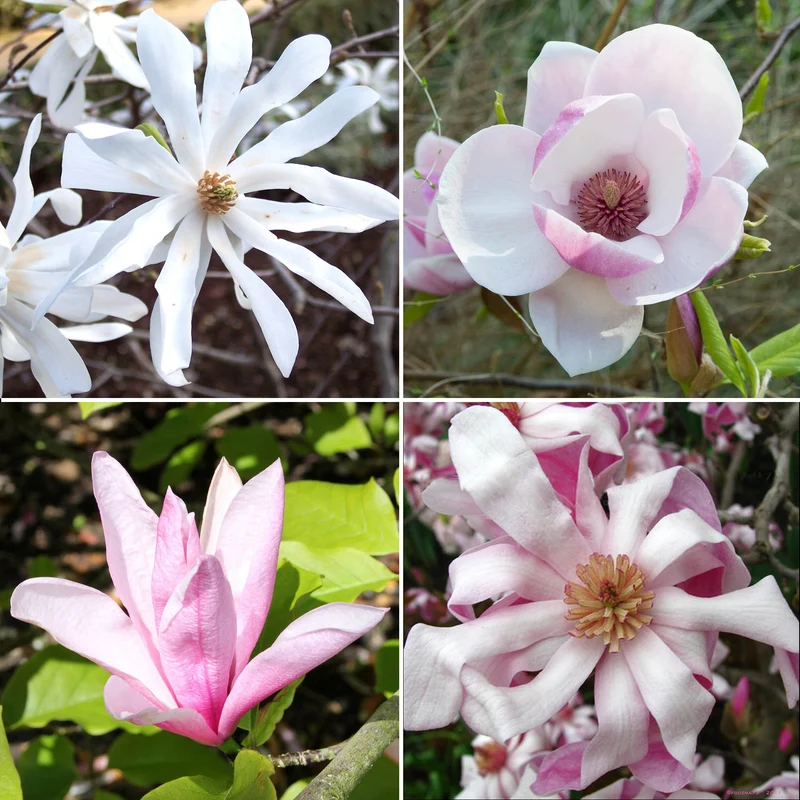 Magnolien-Mix