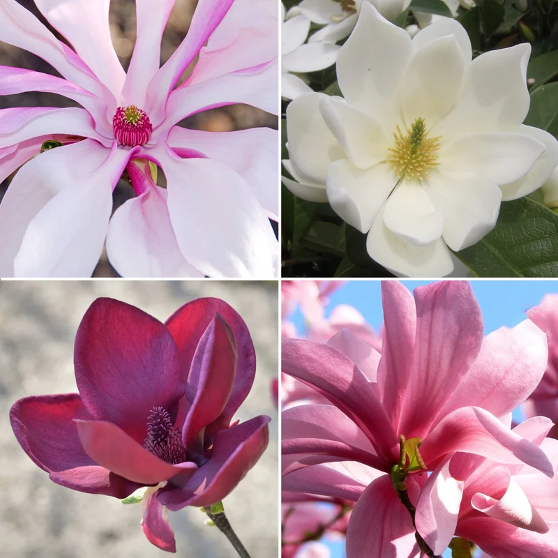 Magnolien-Mix