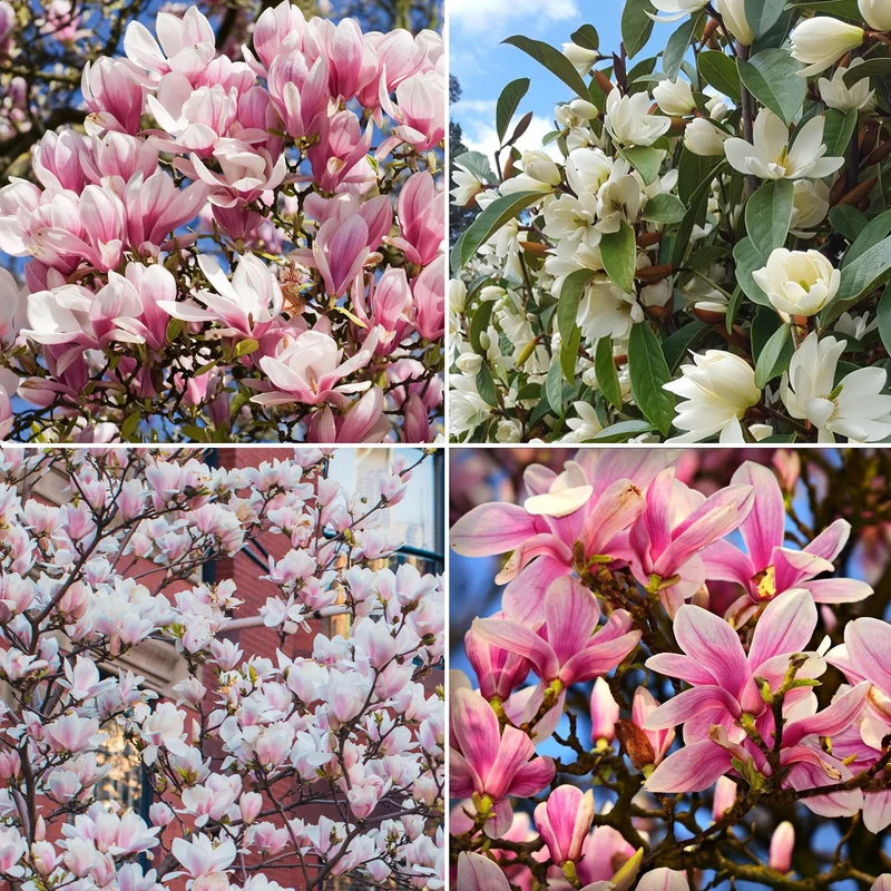 Magnolien-Mix