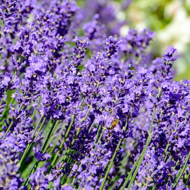 Lavendel 'Hidcote'