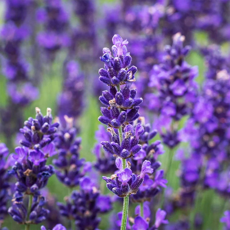 Lavendel 'Hidcote'