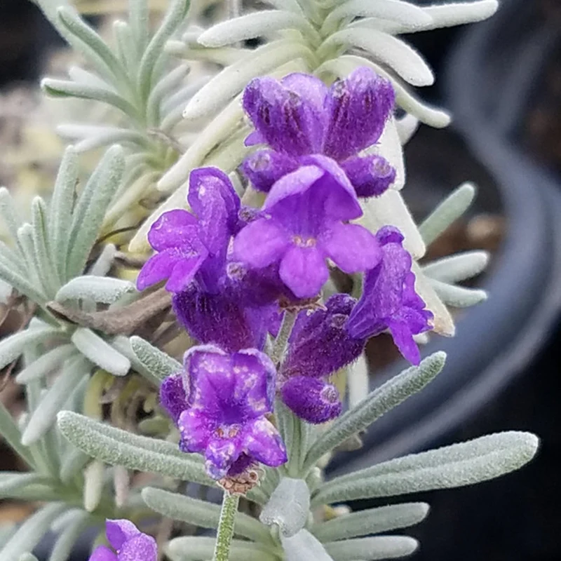 Lavendel 'Hidcote'