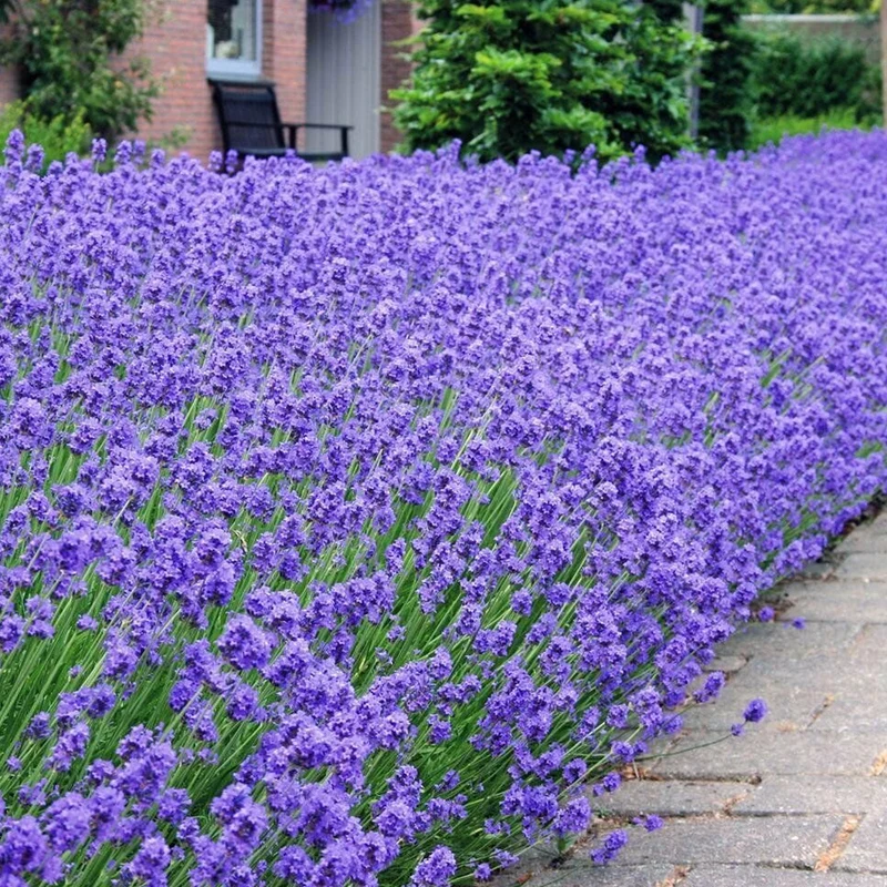 Lavendel 'Hidcote'