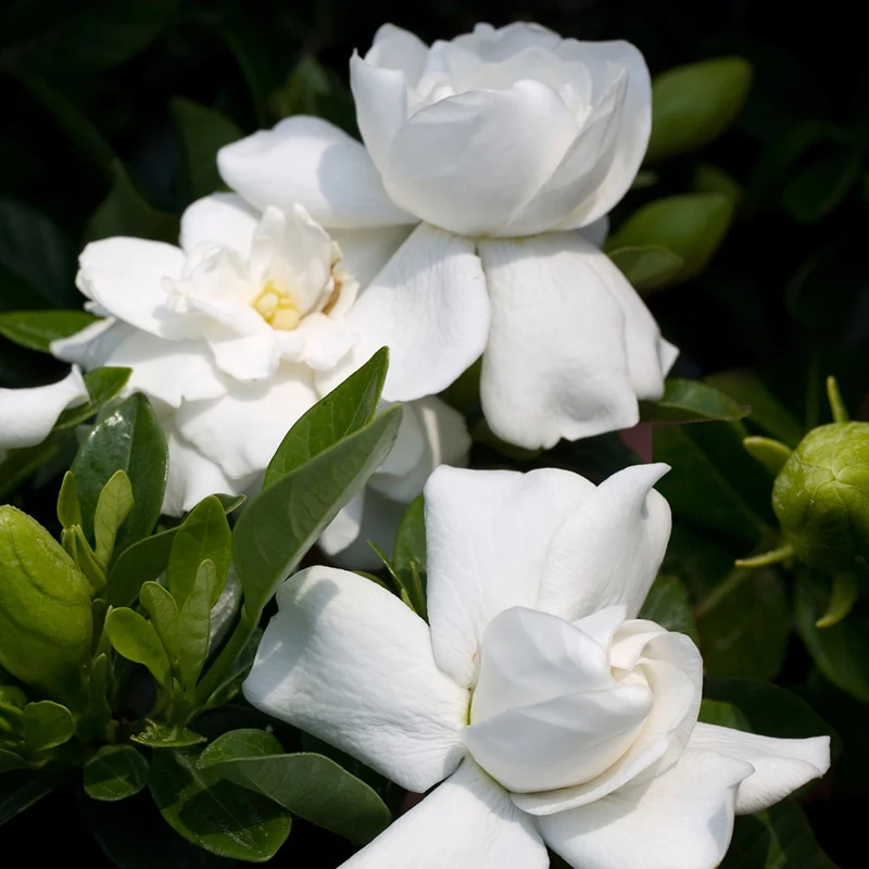 Jasmin-Gardenie