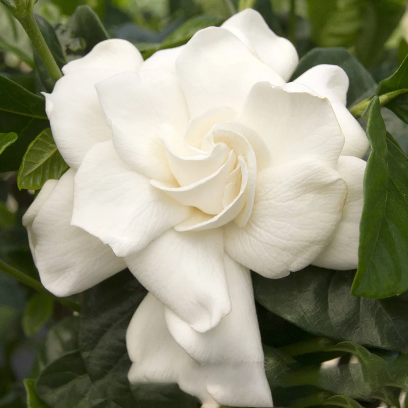 Jasmin-Gardenie