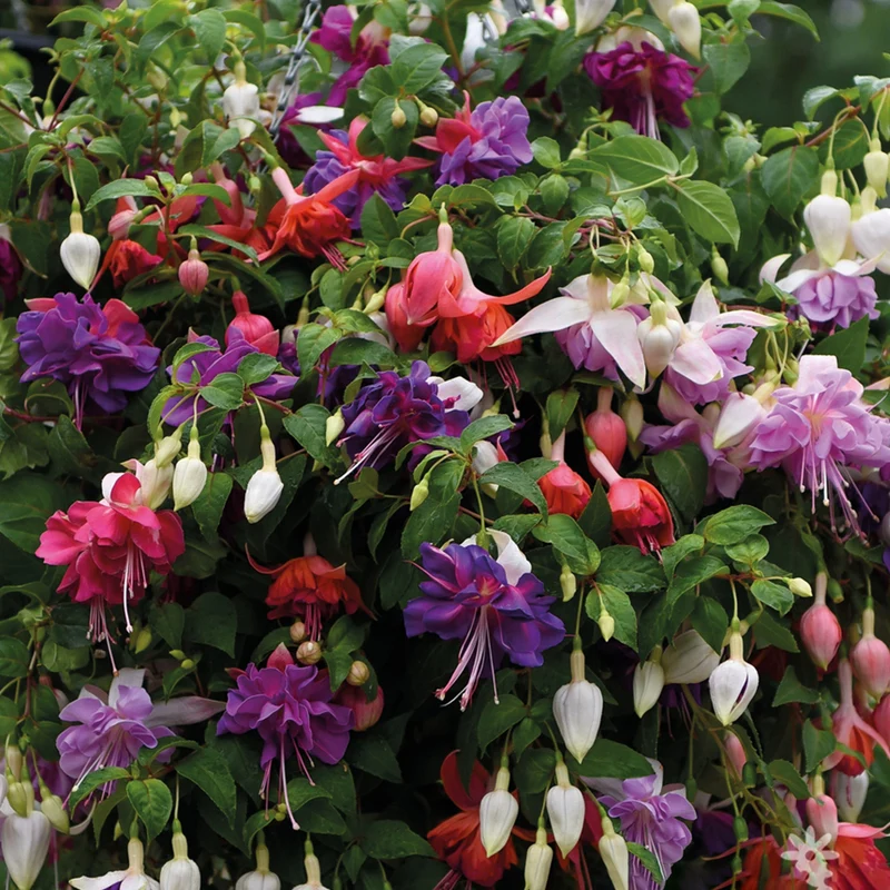 Fuchsien-Mix