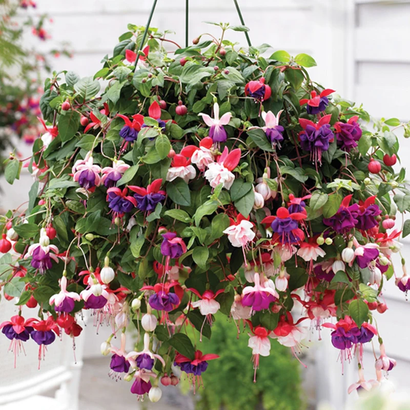 Fuchsien-Mix