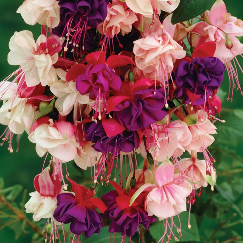 Fuchsien-Mix