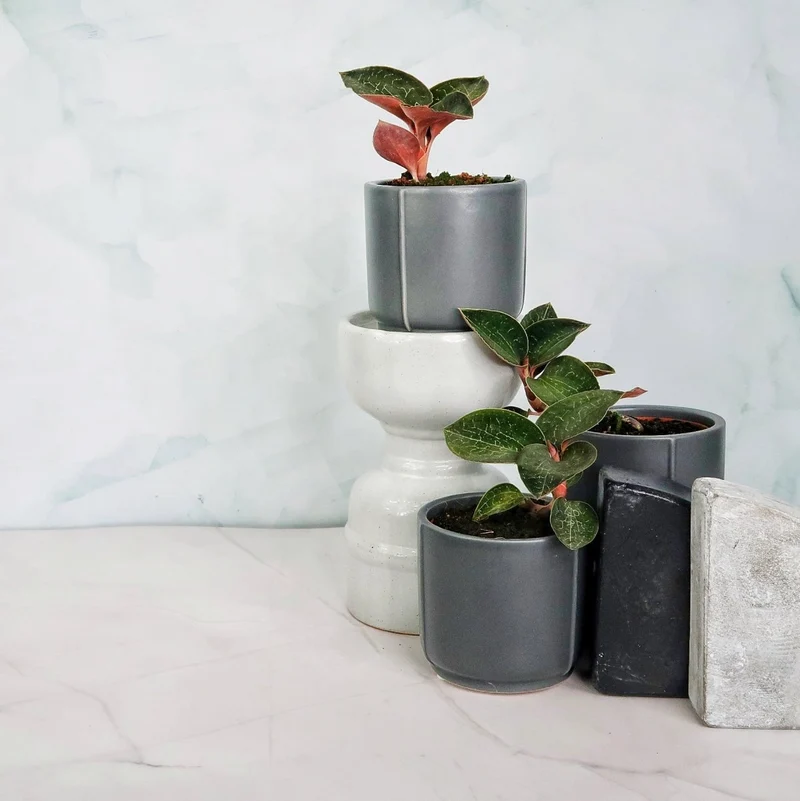 JEWEL ORCHID ANOECTOCHILUS FORMOSANUS