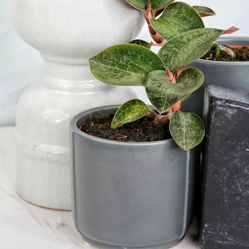 JEWEL ORCHID ANOECTOCHILUS FORMOSANUS