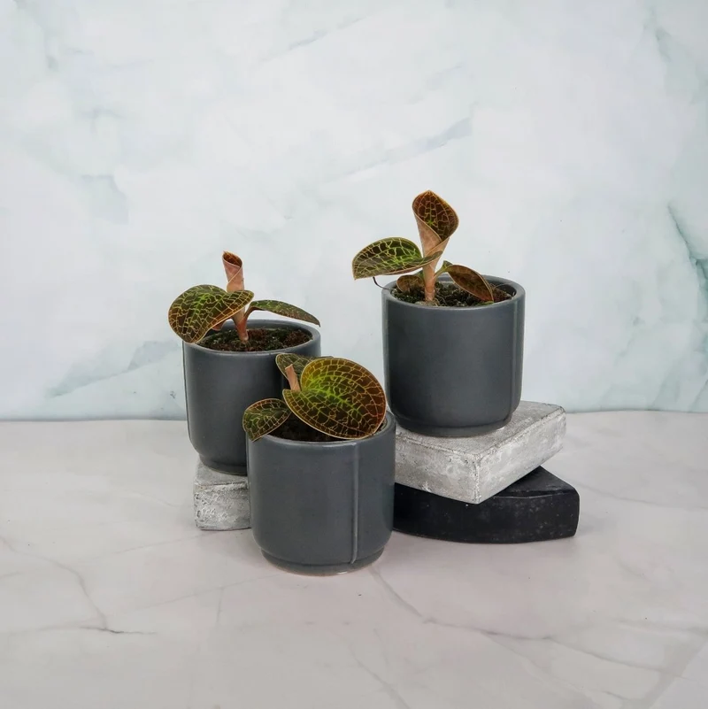 JEWEL ORCHID MACODES LOWII