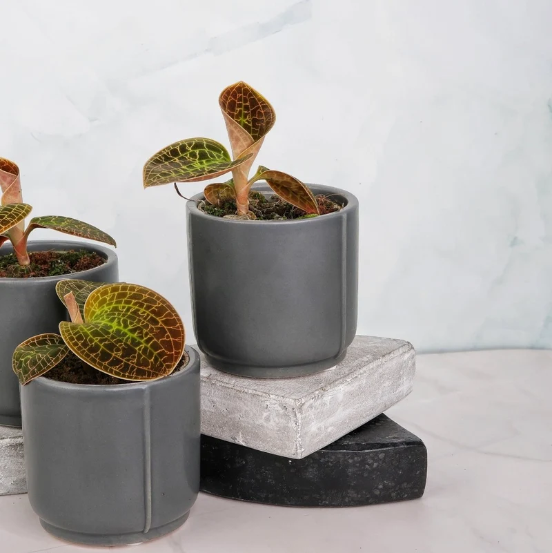 JEWEL ORCHID MACODES LOWII