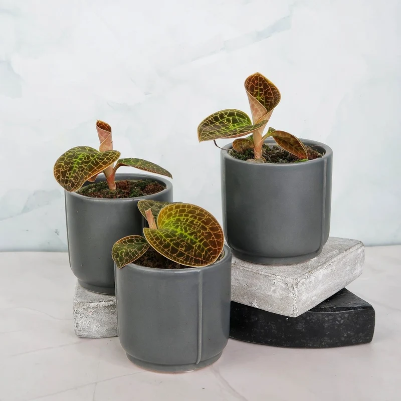 JEWEL ORCHID MACODES LOWII